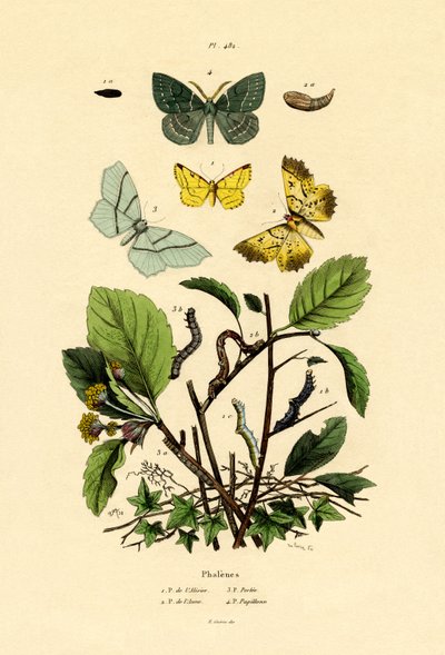 蝶、1833-39 作： French School